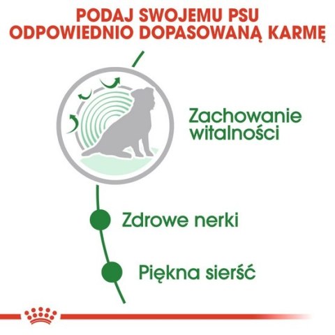 Royal Canin Mini Ageing 12+ karma mokra w sosie dla psów dojrzałych po 12 roku życia, ras małych saszetka 85g