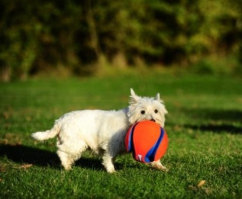 Chuckit! Kick Fetch Large [251201]