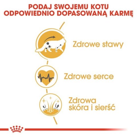 Royal Canin Maine Coon Adult karma sucha dla kotów dorosłych rasy maine coon 10kg Royal Canin Maine Coon Adult karma sucha dla kotów dorosłych rasy maine coon 10kg
