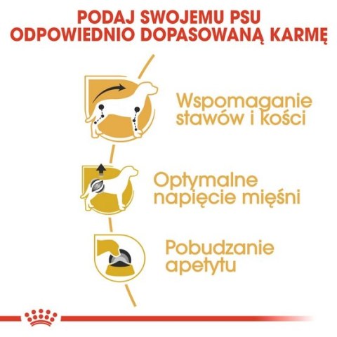 Royal Canin Dachshund karma mokra - pasztet, dla psów dorosłych rasy jamnik saszetka 85g